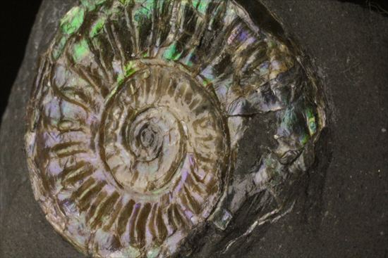 インテリア化石！自立する母岩がうれしい、光るアンモナイトカロセラス(Caloceras Johnstoni)（その9）