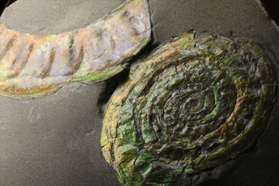 いろんな配色が見られます!光るアンモナイト、カロセラスのプレート標本。(Caloceras Johnstoni)(その10)
