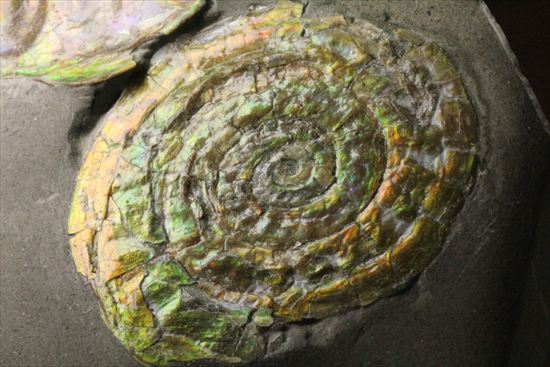 いろんな配色が見られます!光るアンモナイト、カロセラスのプレート標本。(Caloceras Johnstoni)(その12)
