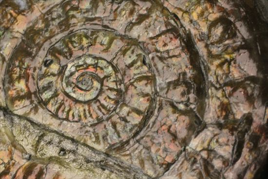 いろんな配色が見られます!光るアンモナイト、カロセラスのプレート標本。(Caloceras Johnstoni)(その15)