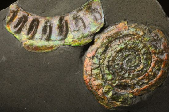 いろんな配色が見られます!光るアンモナイト、カロセラスのプレート標本。(Caloceras Johnstoni)(その17)
