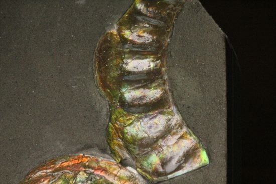 いろんな配色が見られます!光るアンモナイト、カロセラスのプレート標本。(Caloceras Johnstoni)(その4)