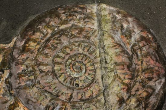 いろんな配色が見られます!光るアンモナイト、カロセラスのプレート標本。(Caloceras Johnstoni)(その7)
