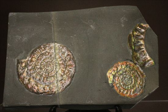 いろんな配色が見られます!光るアンモナイト、カロセラスのプレート標本。(Caloceras Johnstoni)(その8)