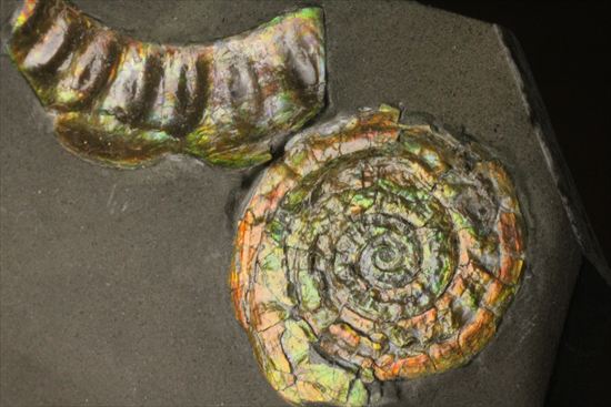 いろんな配色が見られます!光るアンモナイト、カロセラスのプレート標本。(Caloceras Johnstoni)(その9)