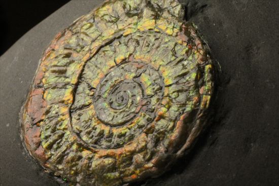 ジュラ紀のイギリス産アンモナイト。オレンジ色に光るカロセラス(Caloceras Johnstoni)（その10）