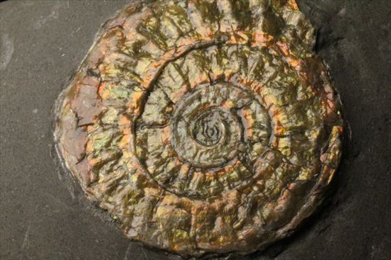 ジュラ紀のイギリス産アンモナイト。オレンジ色に光るカロセラス ジュラ紀のイギリス産アンモナイト。オレンジ色に光るカロセラス