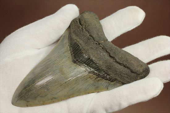 新生代の最大級凶暴ザメ！メガロドンの歯化石(megalodon)（その12）
