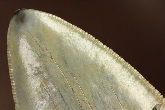 新生代の最大級凶暴ザメ！メガロドンの歯化石(megalodon)（その16）