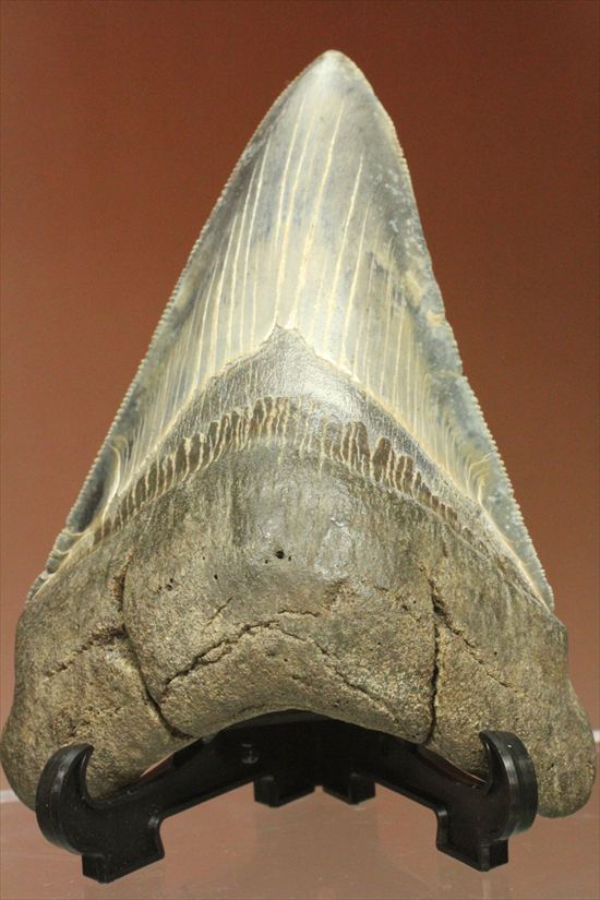 ギザギザ！シンメトリーのとれた、メガロドンの歯化石(megalodon)（その1）