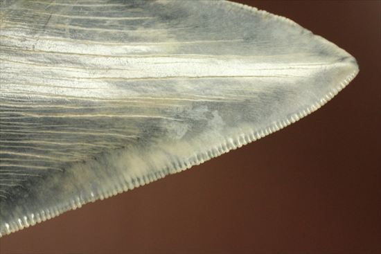 ギザギザ！シンメトリーのとれた、メガロドンの歯化石(megalodon)（その10）