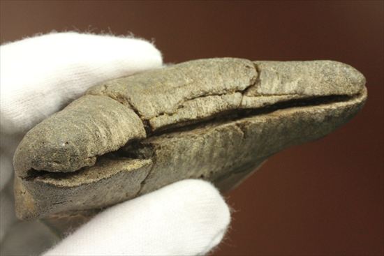 ギザギザ！シンメトリーのとれた、メガロドンの歯化石(megalodon)（その11）
