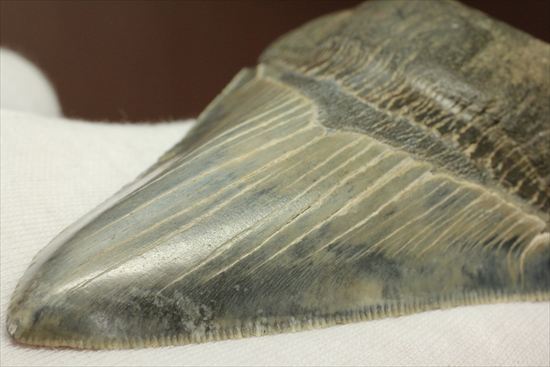 ギザギザ！シンメトリーのとれた、メガロドンの歯化石(megalodon)（その14）