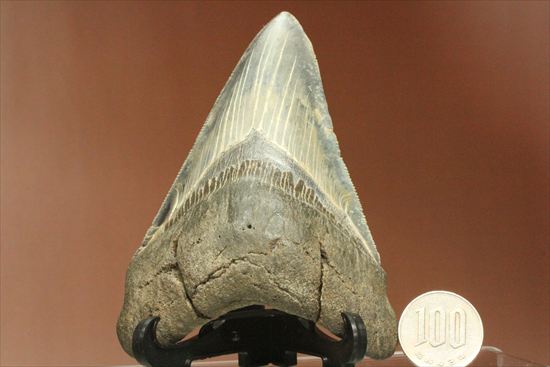 ギザギザ！シンメトリーのとれた、メガロドンの歯化石(megalodon)（その16）