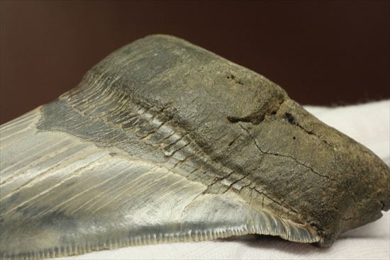 ギザギザ！シンメトリーのとれた、メガロドンの歯化石(megalodon)（その5）