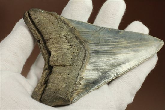 ギザギザ！シンメトリーのとれた、メガロドンの歯化石(megalodon)（その6）