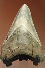 ギザギザ!シンメトリーのとれた、メガロドンの歯化石(megalodon)