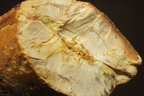濃いブラウン色のスピノサウルスの歯(Spinosaurus)（その9）
