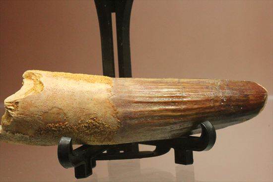 縦の筋模様が鮮明な、ワニ恐竜、スピノサウルスの歯(Spinosaurus)(その1)