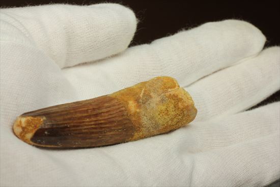 縦の筋模様が鮮明な、ワニ恐竜、スピノサウルスの歯(Spinosaurus)(その11)