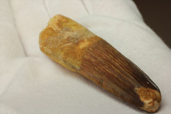 縦の筋模様が鮮明な、ワニ恐竜、スピノサウルスの歯(Spinosaurus)(その12)