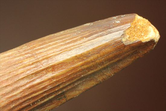 縦の筋模様が鮮明な、ワニ恐竜、スピノサウルスの歯(Spinosaurus)(その13)