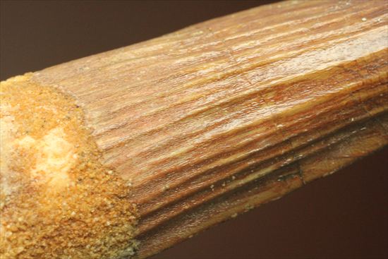 縦の筋模様が鮮明な、ワニ恐竜、スピノサウルスの歯(Spinosaurus)(その14)