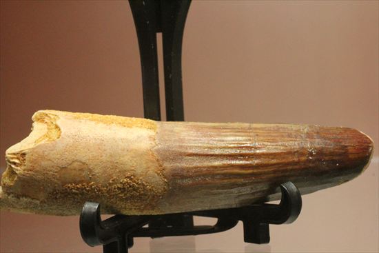 縦の筋模様が鮮明な、ワニ恐竜、スピノサウルスの歯(Spinosaurus)(その16)