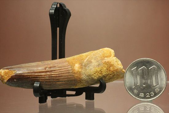 縦の筋模様が鮮明な、ワニ恐竜、スピノサウルスの歯(Spinosaurus)(その17)