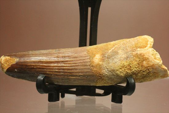 縦の筋模様が鮮明な、ワニ恐竜、スピノサウルスの歯(Spinosaurus)(その2)