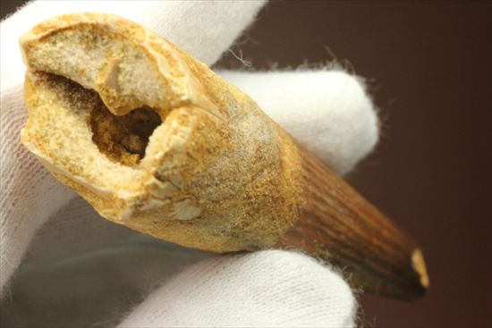 縦の筋模様が鮮明な、ワニ恐竜、スピノサウルスの歯(Spinosaurus)(その4)
