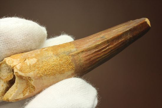 縦の筋模様が鮮明な、ワニ恐竜、スピノサウルスの歯(Spinosaurus)(その9)