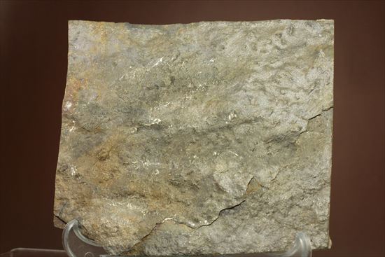 1億9000万年前ジュラ紀の恐竜足跡化石グラレーター（Grallator Dinosaur Track)（その1）