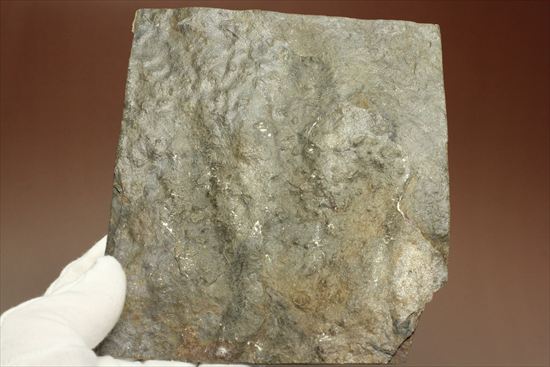 1億9000万年前ジュラ紀の恐竜足跡化石グラレーター（Grallator Dinosaur Track)（その3）