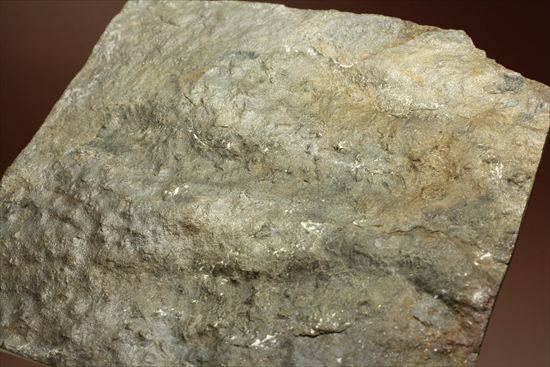 1億9000万年前ジュラ紀の恐竜足跡化石グラレーター（Grallator Dinosaur Track)（その4）