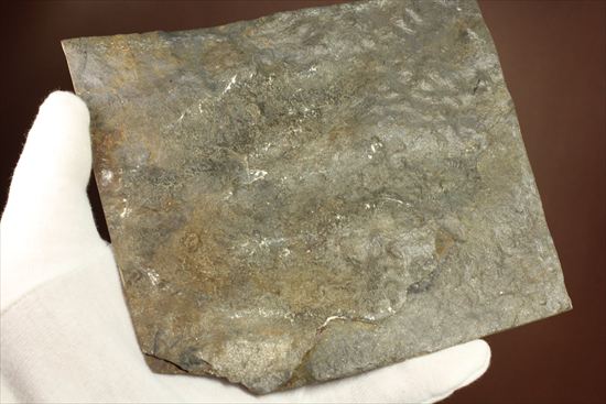 1億9000万年前ジュラ紀の恐竜足跡化石グラレーター（Grallator Dinosaur Track)（その6）