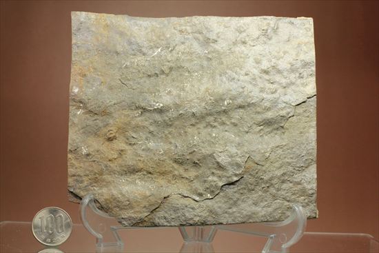 1億9000万年前ジュラ紀の恐竜足跡化石グラレーター（Grallator Dinosaur Track)（その8）