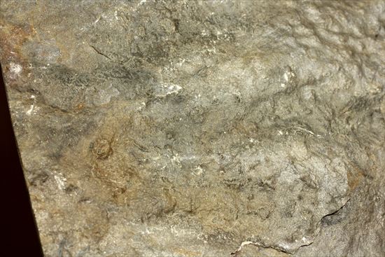 1億9000万年前ジュラ紀の恐竜足跡化石グラレーター（Grallator