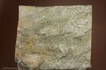 1億9000万年前ジュラ紀の恐竜足跡化石グラレーター(Grallator Dinosaur Track)