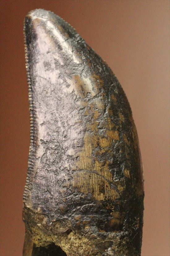 インナーセレーションの保存状態抜群！ルート部に厚みのあるティラノサウルス歯(Tyrannosaurus)
