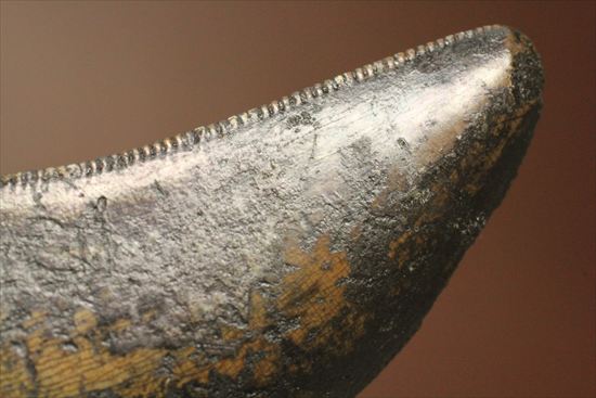 インナーセレーションの保存状態抜群！ルート部に厚みのあるティラノサウルス歯(Tyrannosaurus)（その10）