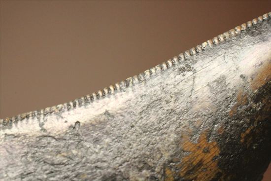 インナーセレーションの保存状態抜群！ルート部に厚みのあるティラノサウルス歯(Tyrannosaurus)（その14）