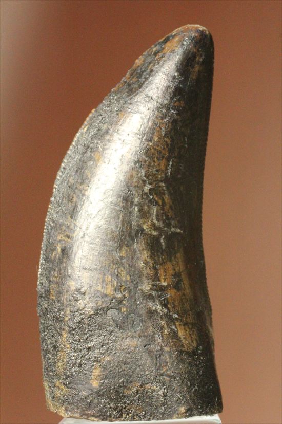 インナーセレーションの保存状態抜群！ルート部に厚みのあるティラノサウルス歯(Tyrannosaurus)（その16）