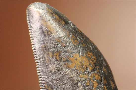 インナーセレーションの保存状態抜群！ルート部に厚みのあるティラノサウルス歯(Tyrannosaurus)（その18）
