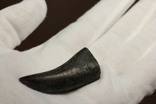 インナーセレーションの保存状態抜群！ルート部に厚みのあるティラノサウルス歯(Tyrannosaurus)（その4）