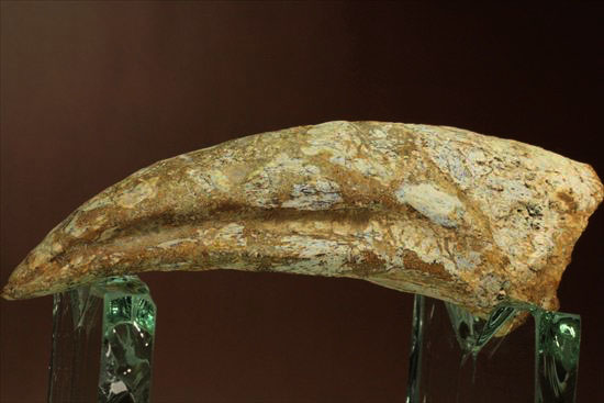 ロングカーブ12ｃｍオーバー！巨大で希少なスピノサウルスのフットクロウ化石(Spinosaurus Foot Claw)（その1）