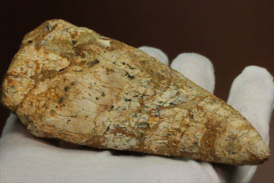 ロングカーブ12ｃｍオーバー！巨大で希少なスピノサウルスのフットクロウ化石(Spinosaurus Foot Claw)（その10）