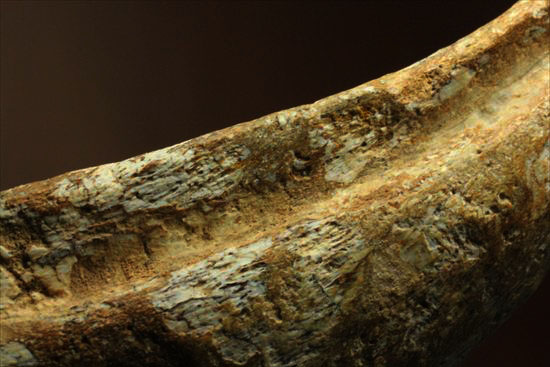 ロングカーブ12ｃｍオーバー！巨大で希少なスピノサウルスのフットクロウ化石(Spinosaurus Foot Claw)（その16）