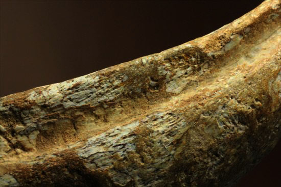 ロングカーブ12cmオーバー!巨大で希少なスピノサウルスのフットクロウ化石(Spinosaurus Foot Claw)(その16)
