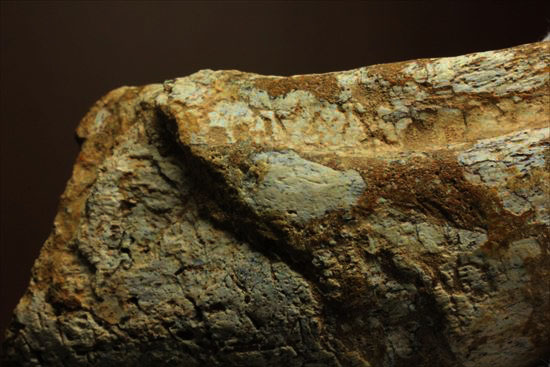 ロングカーブ12ｃｍオーバー！巨大で希少なスピノサウルスのフットクロウ化石(Spinosaurus Foot Claw)（その17）